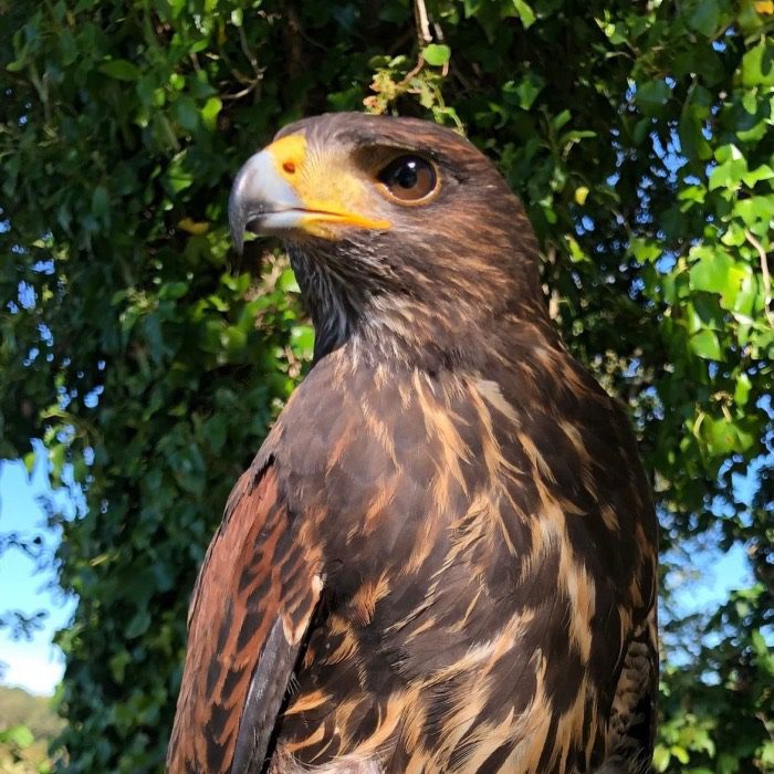 Bird of Prey at Cornwall Falconry