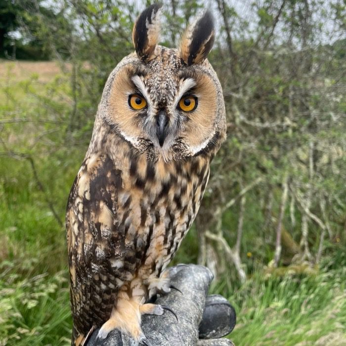 Bird of Prey at Cornwall Falconry