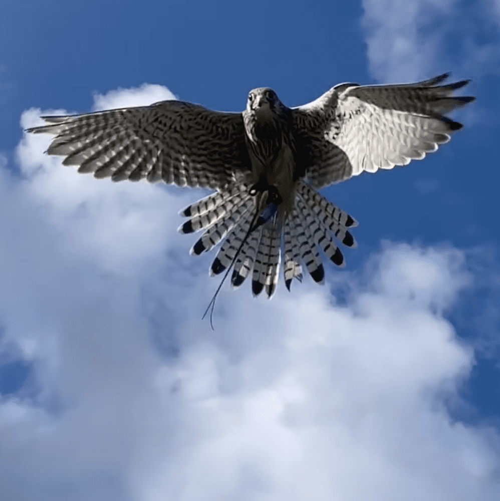 Bird of Prey at Cornwall Falconry
